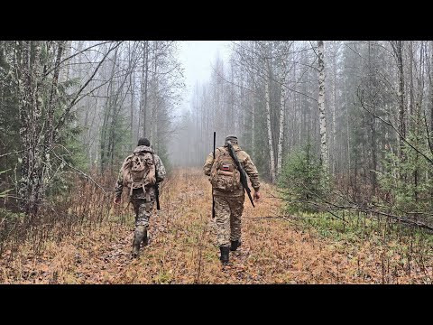 Видео: ОХОТА НА РЯБЧИКА НА МЕТАХ СТАРЫХ ВЫРУБОК. ТУМАН В ТАЙГЕ. НАШЕЛ ДВА МЕСТА ОБИТАНИЯ БОБРА.