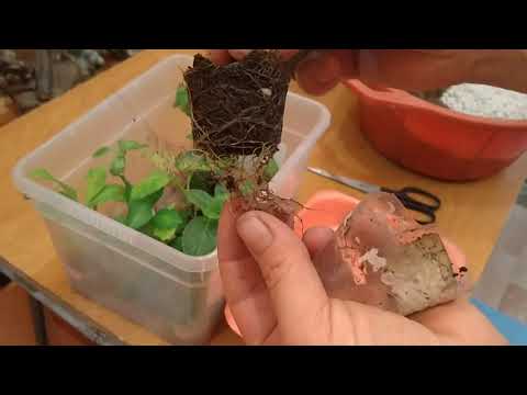 Видео: ЧЕРЕНКИ ГОРТЕНЗИЙ ПОЗДНЕГО ЧЕРЕНКОВАНИЯ. ПЕРЕВАЛКА ЧЕРЕНКОВ В БОЛЬШИЙ ОБЪЕМ.