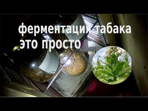 Видео: ферментация табака