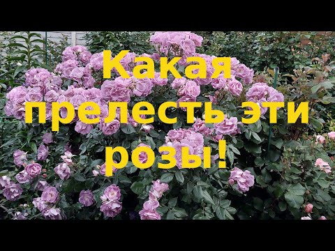 Видео: Розы. А вы думали они простушки