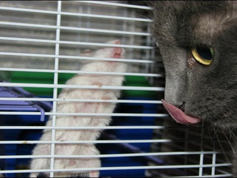 Видео: Неутомимый Дегтерев и другие вошебные УФОлоги ютуба))