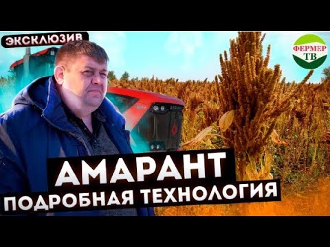 Видео: Амарант: подробная технология