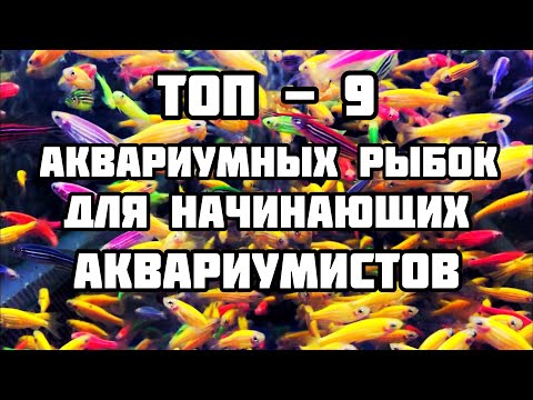 Видео: ТОП аквариумных рыбок для начинающих
