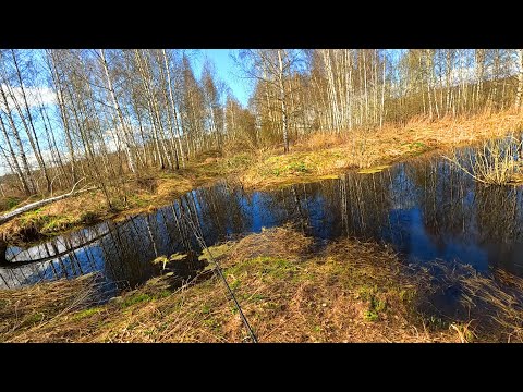 Видео: БЕШЕНЫЙ КЛЁВ ЩУКИ !!! рыбалка ловля щуки на спиннинг