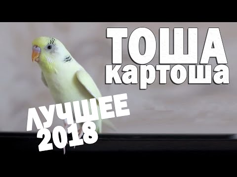 Видео: 🌞 Весёлое пение волнистого попугая Тоши 👍 #ТОШАКАРТОША 2🐦