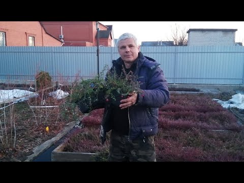 Видео: Клюква, отличная зимовка, сезон открыт!