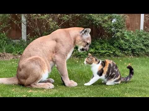 Видео: Кошки замечены за дружбой с опасными животными 🤣 Смешная жизнь животных
