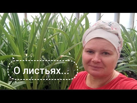 Видео: Будни гипповодства.