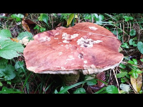 Видео: Врожай горіхів, сезон грибів, осінні фотозони🍄‍🟫🍂