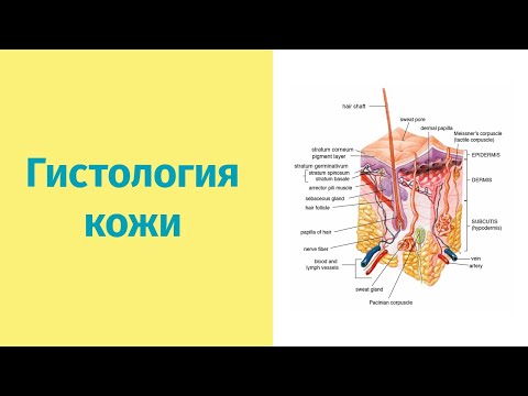 Видео: Кожа | Элементарная гистология