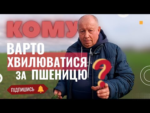 Видео: ⁉️КОМУ варто ХВИЛЮВАТИСЯ😬 за пшеницю 🌾