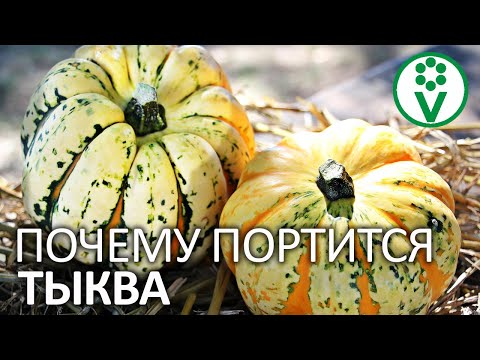 Видео: ПРАВИЛЬНАЯ ПОДГОТОВКА ТЫКВЫ К ХРАНЕНИЮ. Уборка урожая тыкв