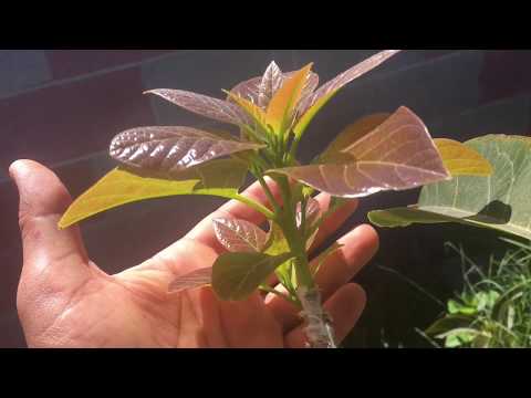 Видео: Как привить авокадо 2