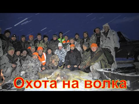 Видео: Охота на волка #3 Вожегодский район