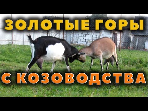 Видео: Доход с коз