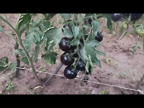 Видео: 🌱🍅🌱ПОМІДОРНІ ВИШЕНЬКИ🌱🍅🌱