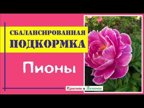 Видео: Подкормка пионов. Делайте это правильно!