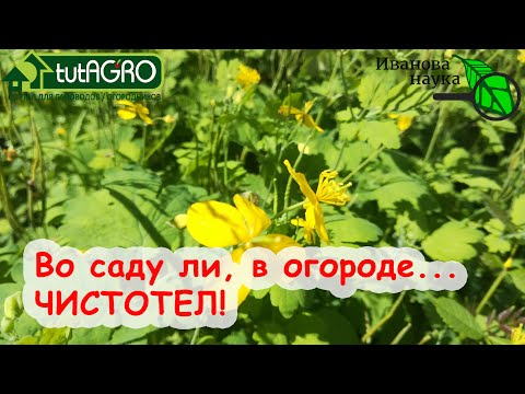 Видео: Используйте ЧИСТОТЕЛ от вредителей и болезней, как ценное удобрение и помощника в саду и огороде!