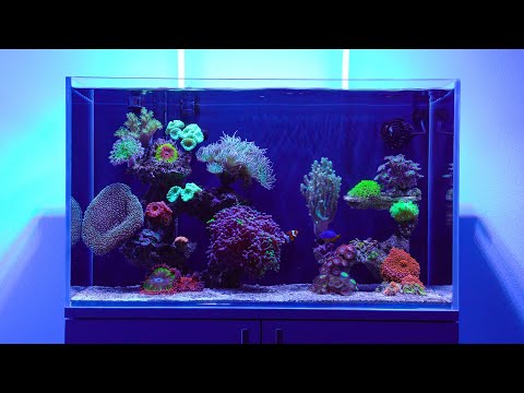 Видео: Морской аквариум и его обитатели | The corals in my reef tank