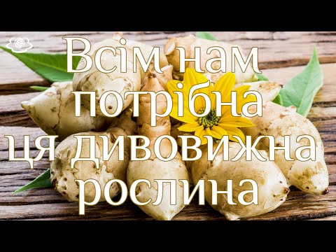 Видео: Всім нам потрібна ця дивовижна рослина. Мода на коренеплоди