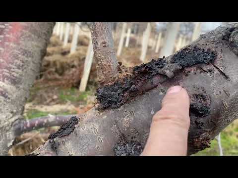 Видео: МЕВАЛИ ДАРАХТЛАР ШОХЛАРИНИ КУЙИШИ ВА ЕЛИМ ЧИКИШ КАСАЛИ ДАВОСИ..