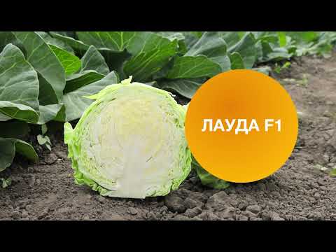 Видео: ЛАУДА F1 | Овощная Усадьба