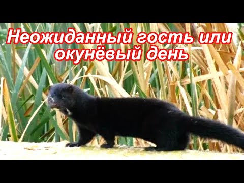 Видео: Клев крупного окуня. Пришла смелая норка посмотреть на рыбалку.