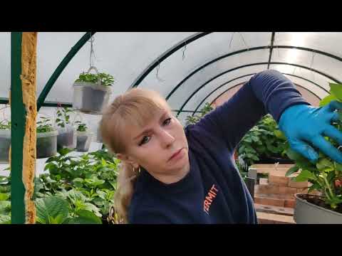 Видео: 17.03.24г.Как обрезка ✂️ крупнолистных гортензий влияет на цветение 🌺🌺🌺