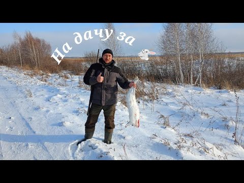 Видео: Открытие охоты на зайца/тропление зайца беляка #охотаназайца #заяцбеляк