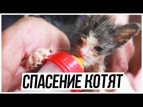 Видео: Спасение котят // КОТЯТА НА МУСОРКЕ