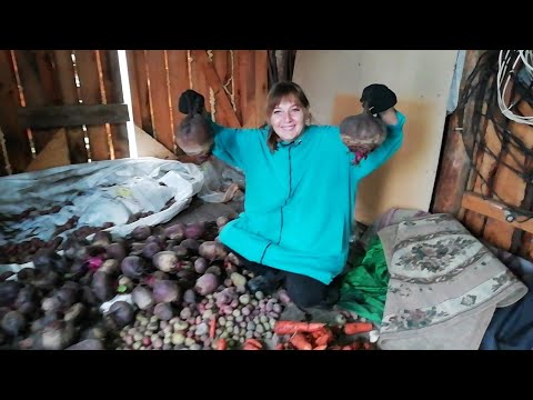 Видео: Приезжали гости 💓Убираем последний урожай 💓