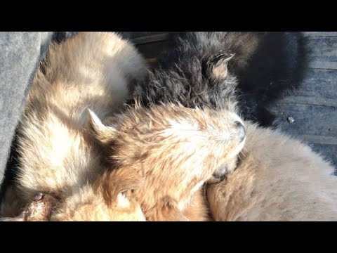 Видео: В поле случайно нашли  голодных щенков 😢 Брошенные щенки плакали и ждали смерти! saving puppies