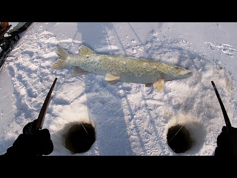 Видео: РЫБАЛКА МАХАЛКА НА ЩУКУ! И ТАК БЫВАЕТ! Зимняя рыбалка на Амуре