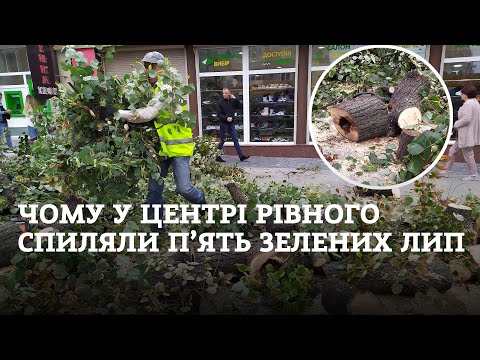 Видео: У центрі Рівного спиляли п’ять “хворих” зелених лип