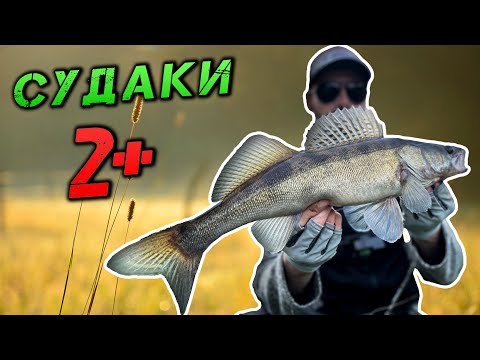 Видео: ✅Десна ПРОКИНУЛАСЬ! Ловля РУСЛОВОГО СУДАКА на Джиг✅
