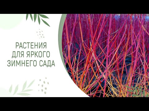 Видео: РАСТЕНИЯ ДЛЯ ЯРКОГО ЗИМНЕГО САДА