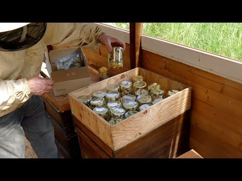 Видео: Bienen sammeln Honig in`s Glas/Пчелы собирают мед в Банку/Bees collect honey in the glass