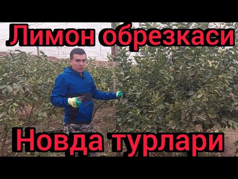 Видео: Лимонларни кузги обрезкаси ва новда турларини фарклаш.