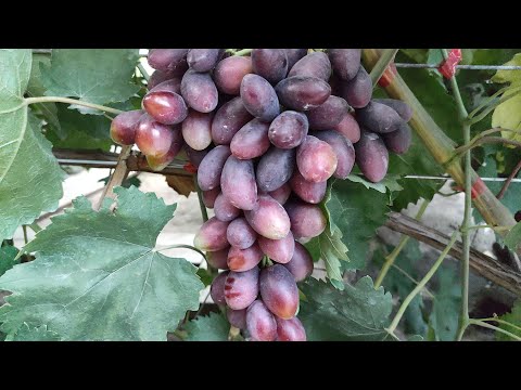 Видео: Автограф Калугина! Найдëн и вкусняшка Брюнетка! 🍇🍇🍇 WhatsApp и Viber +79528500417.Тел.+79054033245.