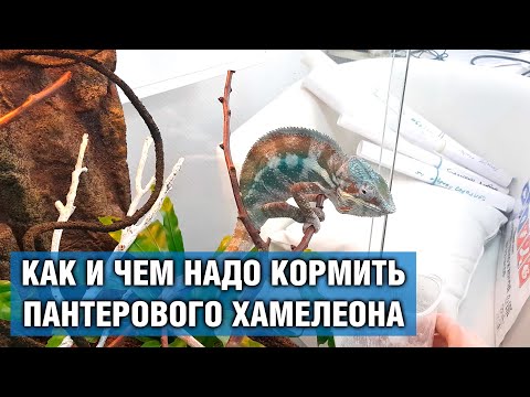 Видео: Хамелеон Пантеровый — Кормление