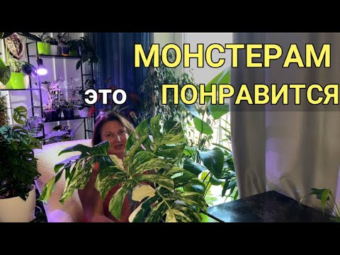 Видео: МОНСТЕРА: секреты УСПЕХА, особые ТРУДНОСТИ | Монстера в доме: уход, полив | 8 СОРТОВ и видов МОНСТЕР
