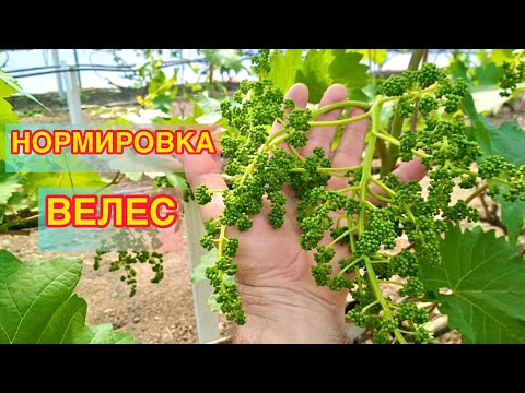 Видео: Виноград. Велес, нормировка.