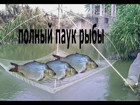 Видео: рыбалка полный паук рыбы в маленьком ручье fishing full of spider fish in a small stream