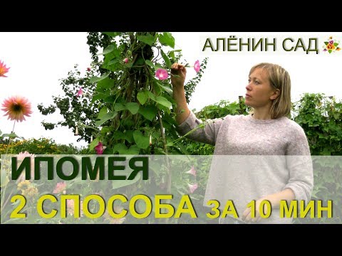 Видео: ИПОМЕЯ два способа выращивания за 10 минут / Огород в контейнерах