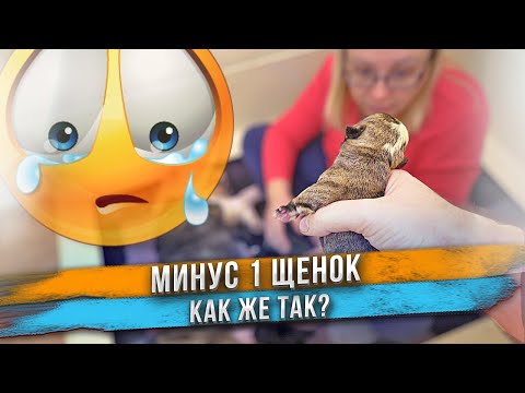 Видео: Щенок умер 😭 Не все щенки пережили первую ночь... 😥