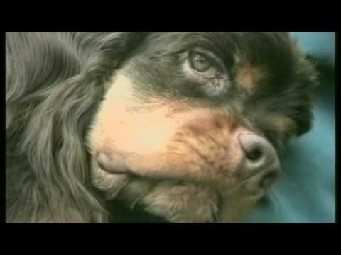 Видео: Тепловой удар