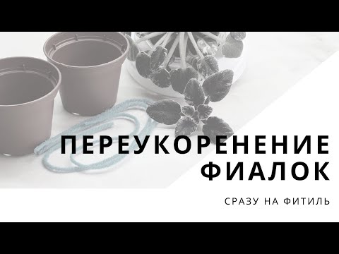 Видео: Переукоренение фиалки на фитиль. Несколько советов и пояснений.