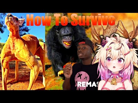 Видео: Как не отписаться от «Жизни животных» | реакция rosiebellmoo на Casual Geographic