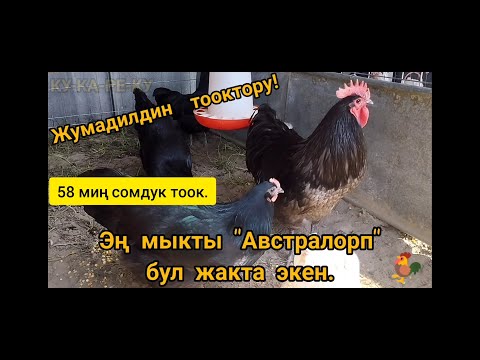 Видео: ЖАҢЫ ХИТ ТООК "АВСТРАЛОРП". кенен маалымат.