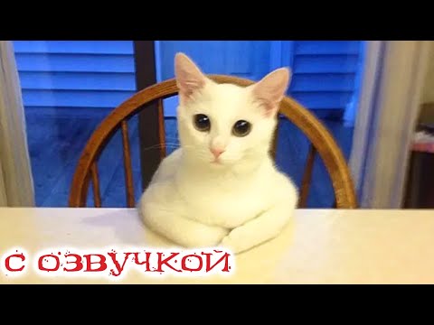 Видео: Приколы с котами! Смешные коты С ОЗВУЧКОЙ! Самые Смешные Животные!